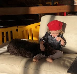 Ridgy Didge Cobberdogs make great pets around small children