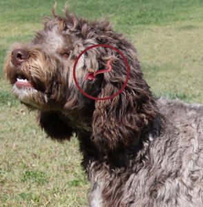 Ridgy Didge Cobberdogs guidelines for puppy ear cleaning dogs ears