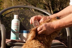 Ridgy Didge Cobberdogs guidelines for puppy ear cleaning ear cleaning