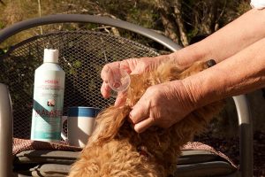 Ridgy Didge Cobberdogs guidelines for puppy ear cleaning dog ear cleaning