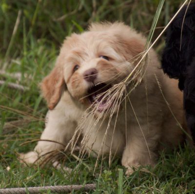 Blond Cobberdog pup at Ridgy Didge