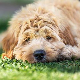 Ridgy Didge Cobberdogs gaze directly into your eyes Cobberdog looking directly at you