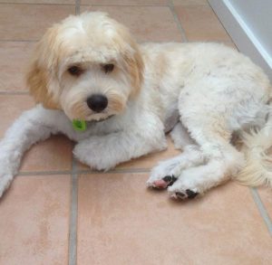 Ridgy Didge Cobberdog with untrimmed coat Cobberdog with trimmed coat