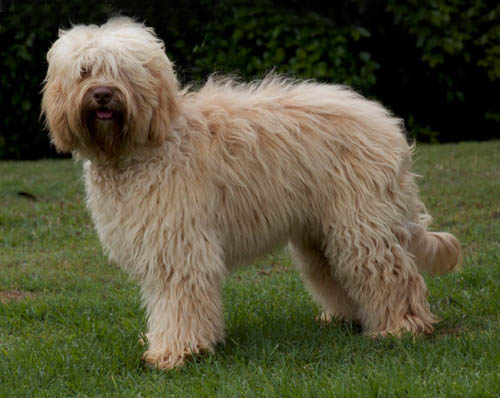 Blonde Cobberdog with untrimmed coat